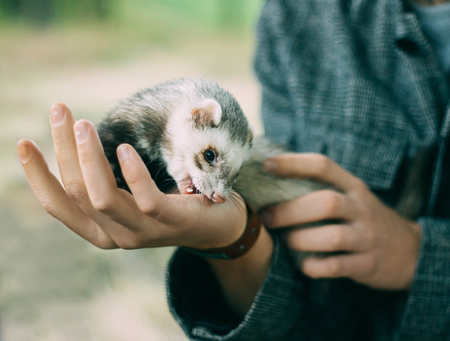 cute and defenseless ferret tries to escape from the hands of a person, a wild animal shows aggression and anger, social advertising in a shelter for pets, advice on the health of exotic animalsの写真素材