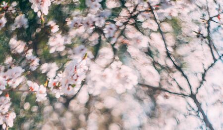 Spring blossom background. garden nature scene bokeh blooming tree art sun flare. Sunny day. branch...