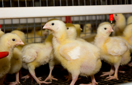 Young chickens in a cage on a chicken farm