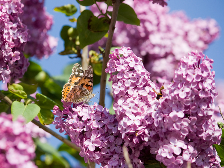 Beautiful butterfly sitting on a blossoming lilac against the skyの写真素材