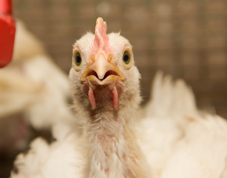 White chickens at the poultry farm. Industrial production of meat and eggsの写真素材