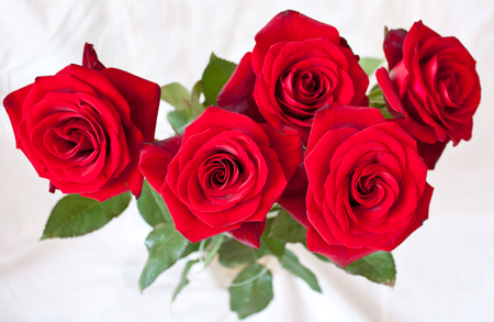 Beautiful fresh red roses with green leaves on a light background.の写真素材