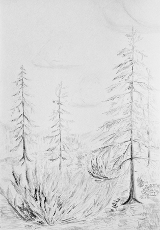 Larch trees grow on a rocky slope. Taiga landscapeの写真素材