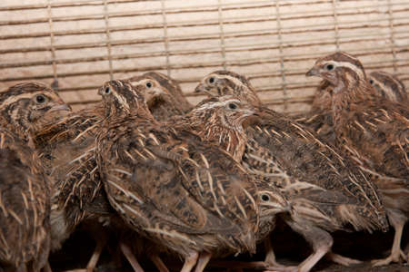 A few quails in a cage on a chicken farm.Industrial maintenance of quail for egg productionの写真素材