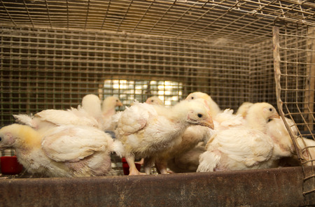 Chickens of meat breed in a cage at poultry farmの写真素材