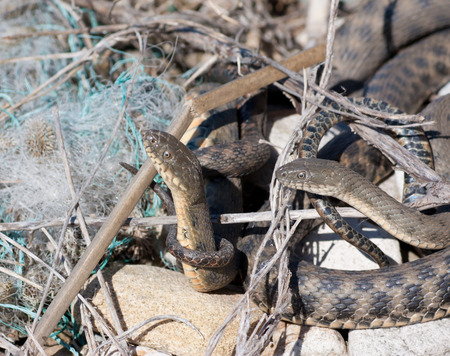 Elaphe dione, commonly known as Dione's ratsnake, the steppe ratsnake, or the steppes ratsnake, is a species of snake in the family Colubridaeの写真素材