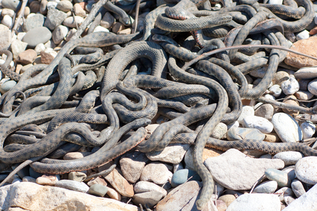 Elaphe dione, commonly known as Dione's ratsnake, the steppe ratsnake, or the steppes ratsnake, is a species of snake in the family Colubridaeの写真素材