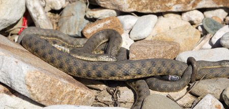 Elaphe dione, commonly known as Dione's ratsnake, the steppe ratsnake, or the steppes ratsnake, is a species of snake in the family Colubridaeの写真素材