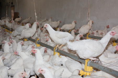 White chickens  at the poultry farm. Industrial production of meat and eggsの写真素材