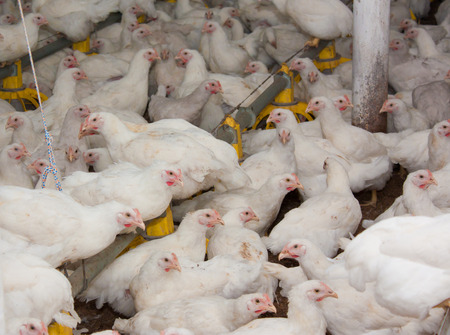 White chickens  at the poultry farm. Industrial production of meat and eggsの写真素材