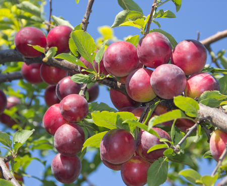 Large ripe plums on the branches. Juicy cherry plum lit by the bright sun against the skyの写真素材