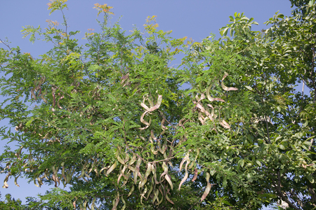 Honey Locust tree  with fruit. The honey locust (Gleditsia triacanthos), also known as the thorny locust, is a deciduous tree in the Fabaceae familyの写真素材