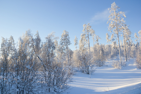 Winter forest. Trees in the snow after a snowfallの写真素材