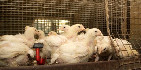 Broiler chickens in a cage at the poultry farm. Industrial production of white meatの写真素材