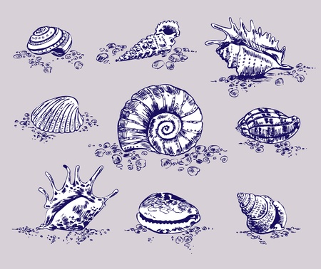 A set of twelve shells. Vector illustrationのイラスト素材