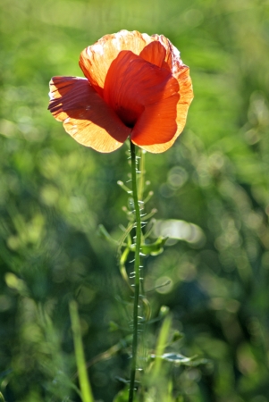 Single poppy closeupの写真素材