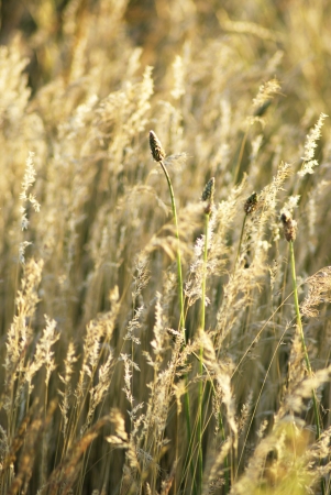 Dry steppe grassの写真素材