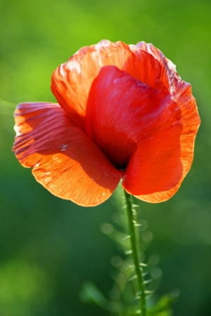 Single red poppyの写真素材