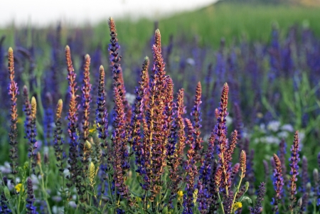 Clary Sage  Salvia sclarea の写真素材