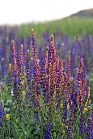 Clary Sage  Salvia sclarea  for background useの写真素材