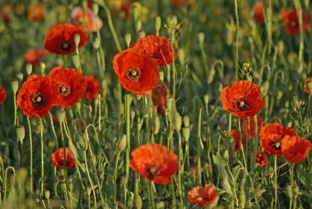 Poppy fieldの写真素材