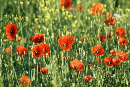 Poppy fieldの写真素材