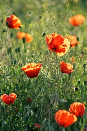 Poppy fieldの写真素材