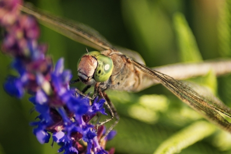 Dragonfly closeup  Clary Sage  Salvia sclarea の写真素材