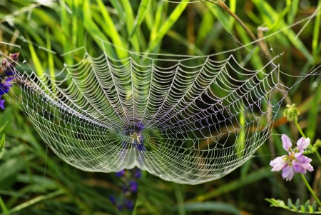 Web of the spider and dew Spider web with water dropsの写真素材