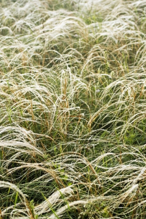 Feather-grass in a steppe  Textureの写真素材