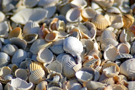 Shells on the Sea of Texture  Coast  Beachの写真素材