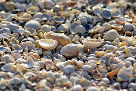 Sea shells  Coast  Beachの写真素材