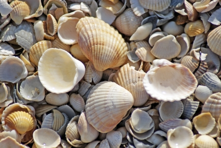 Shells on the Sea of ââAzov  Texture  Coast  Beachの写真素材