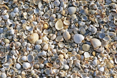 Shells on the Sea of ââAzov  Texture  Coast  Beachの写真素材