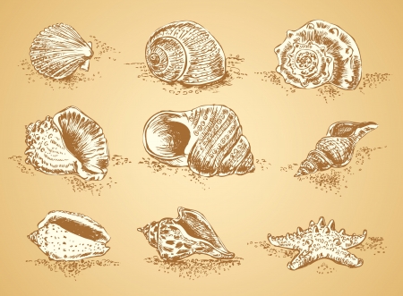 Collection graphic images seashell, vector setのイラスト素材