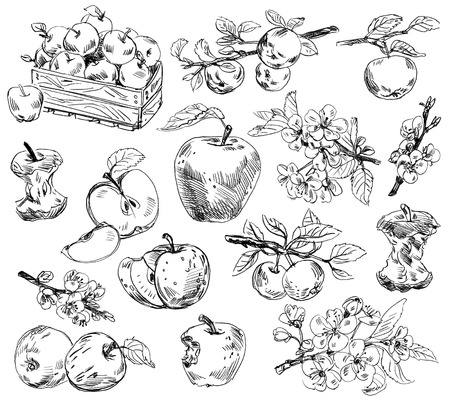 Freehand drawing apples.  Isolated on white backgroundの写真素材