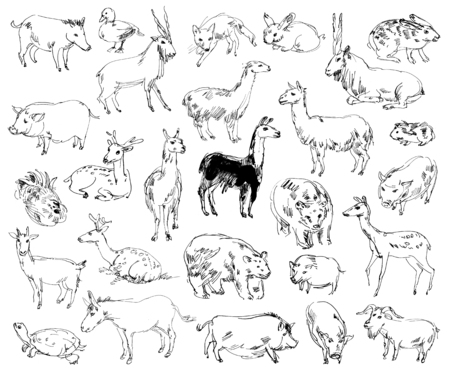 Wild Animals. Zoo. Set. Hand-drawnの写真素材