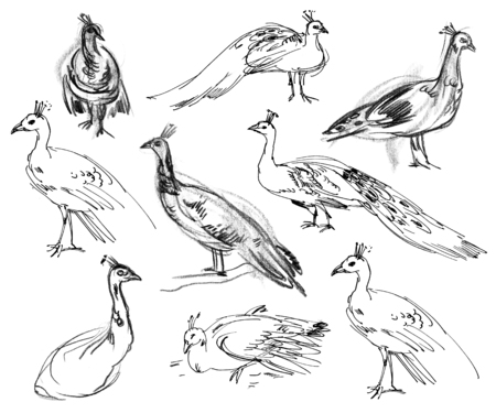 Peacock. Set. Hand-drawn
の写真素材
