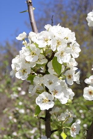 The branch of blossoming pearの写真素材
