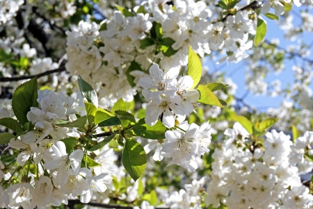 Cherry blossomsの写真素材