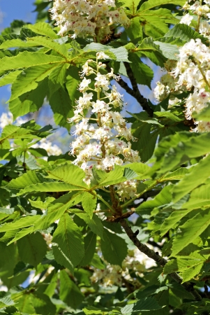 Blooming Chestnutの写真素材