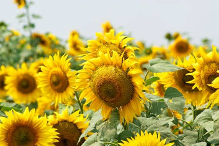 Blooming sunflower fieldの写真素材
