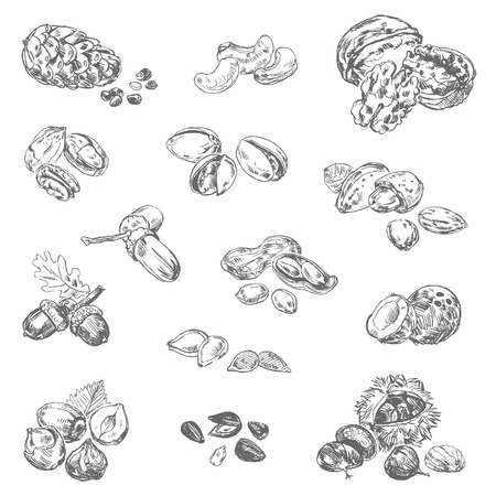 Freehand drawing nuts. Pistachios, cashews, coconut, filbert, peanuts, almonds, acorn, coconut, seeds, chestnut, pine nuts, acorn. Vector illustration. Isolated on white backgroundのイラスト素材