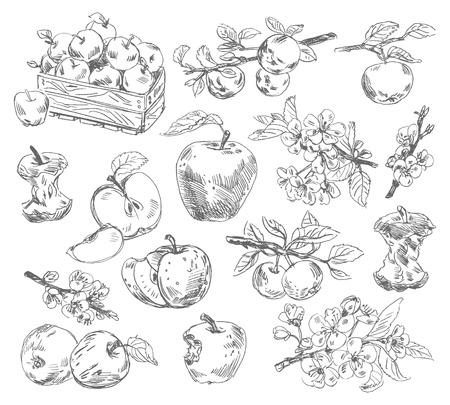 Freehand drawing apples  Vector illustration  Isolated on white backgroundのイラスト素材