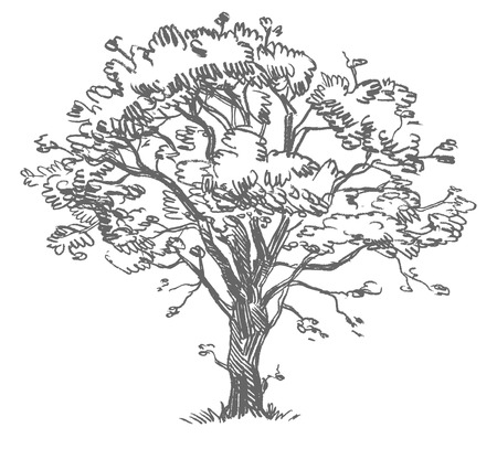 Freehand drawing tree. Vector illustration. Isolated on white backgroundのイラスト素材