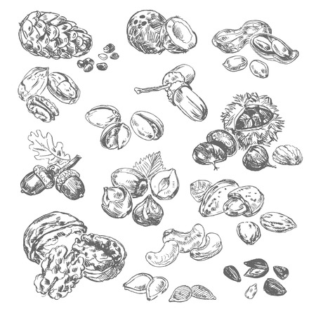 Freehand drawing nuts. Pistachios, cashews, coconut, filbert, peanuts, almonds, acorn, coconut, seeds, chestnut, pine nuts, acorn. Vector illustration. Isolated on white backgroundのイラスト素材