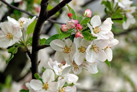 Branch of blossoming plumの写真素材