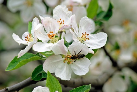 Branch of blossoming plumの写真素材