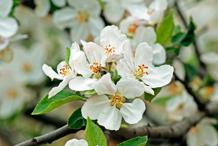 Branch of blossoming plumの写真素材