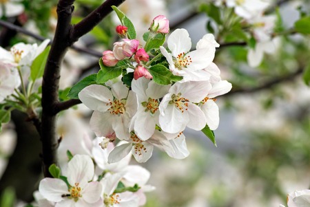 Branch of blossoming plumの写真素材